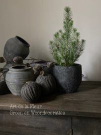 Pinus Silvercrest S incl pot ruw zwart 16 x 17