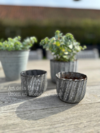 Sedum plantje sterk en mooie herfstverkleuring t.z.t.