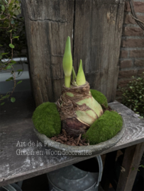 Betonnen schaaltje met Amaryllis bol 25 cm doorsnede