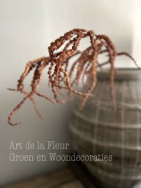 Amaranthus Hanging 104 cm