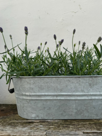 Plant | Lavendel paars fijn soortje ( vaste plant )