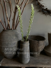 Eremurus knop groen | wit 109 cm lange middelste bloem