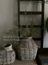 Twee basistakken 1 x Asparagus 1 x Groene Pimpernel