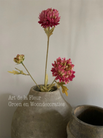 Aster 70 cm