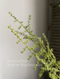 Kunst tak Wilde Asparagus gras groen 5 vertakkingen