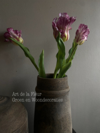 Papegaai tulp de luxe gemêleerd donker  51 cm
