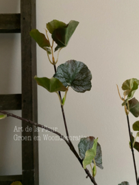 Geranium blad 120 cmprachtig gemêleerd