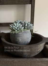 Steker | Succulent 18 x 11 cm per stuk