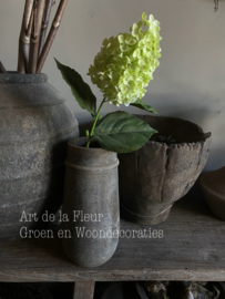 Hydrangea | pluim Hortensia groen