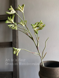 Kangoeroe pootje steel Groen 71 cm