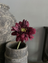 Gerbera enkel mini