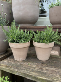 Wilde Rozemarijn incl Terra Cotta pot