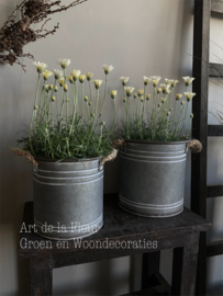 Marokkaanse Margriet pastel Geel | Wit potmaat 13 cm