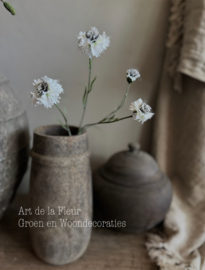 Korenbloem wit S