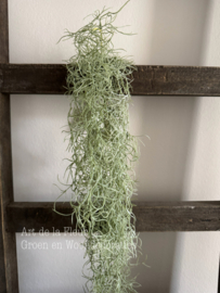 Steker | Tillantia Spaans mos 86 cm
