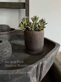 Steker | Sedum 13 cm