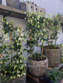 Clematis Avalanche 70 cm op rek