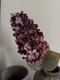 Hortensia Paniculata 82 cm licht gedroogde uitstraling
