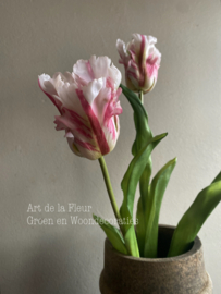 Papegaai tulp de luxe beauty 51 cm