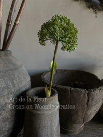 Allium Groen 68 cm