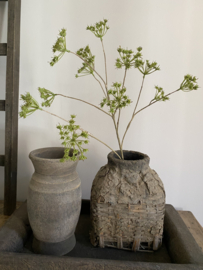 Fluitenkruid 13 bloemen Groen 90 cm