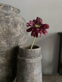 Gerbera enkel mini