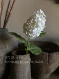 Hydrangea | pluim Hortensia wit