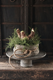 Taartje | Met shabby doek en 3 Amaryllis bollen 15 cm