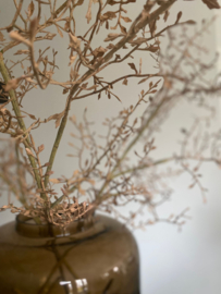 Corokia Spray Nude 104 cm