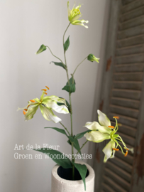 Gloriosa Wit | Limoen 82 cm