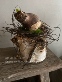 Berken stammetje met Amaryllis bol en Salim
