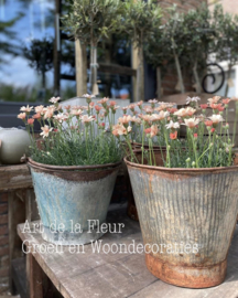 Marokkaanse Margriet Zalm | Oranje XL potmaat 17 cm