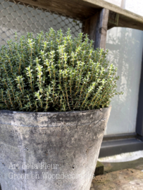 Thymus vulgaris geurend