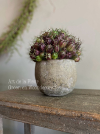 Setje | Beton potje Olive bol S 11 x 13 incl Nigella boeketje