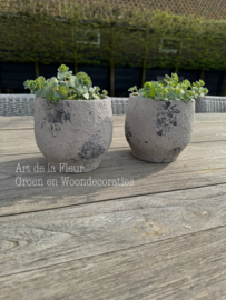 Grijze pot met sedum plantje