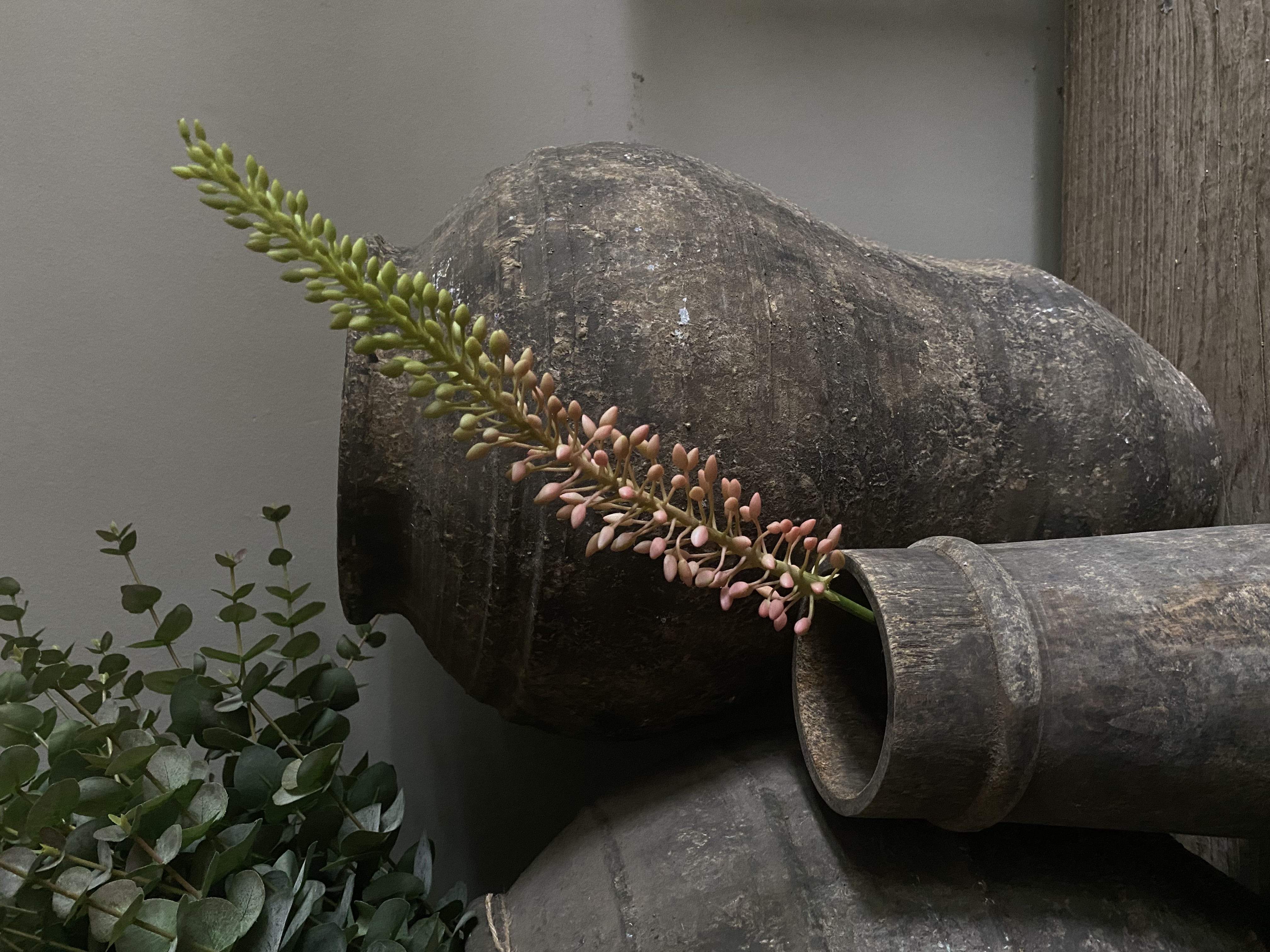 Eremurus roze 75 cm
