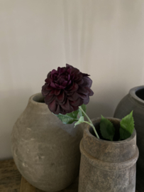 Dahlia mini Bordeaux 62 cm