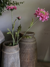 Scabiosa  66 cm