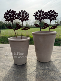 Roest tuinsteker Dahlia 38 cm