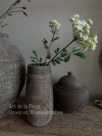 Dille wit 2 bloemen per steel