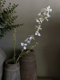 Ridderspoor 100 cm