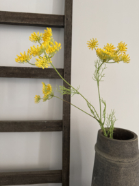 Queen Anne’s Lace Geel 84 cm