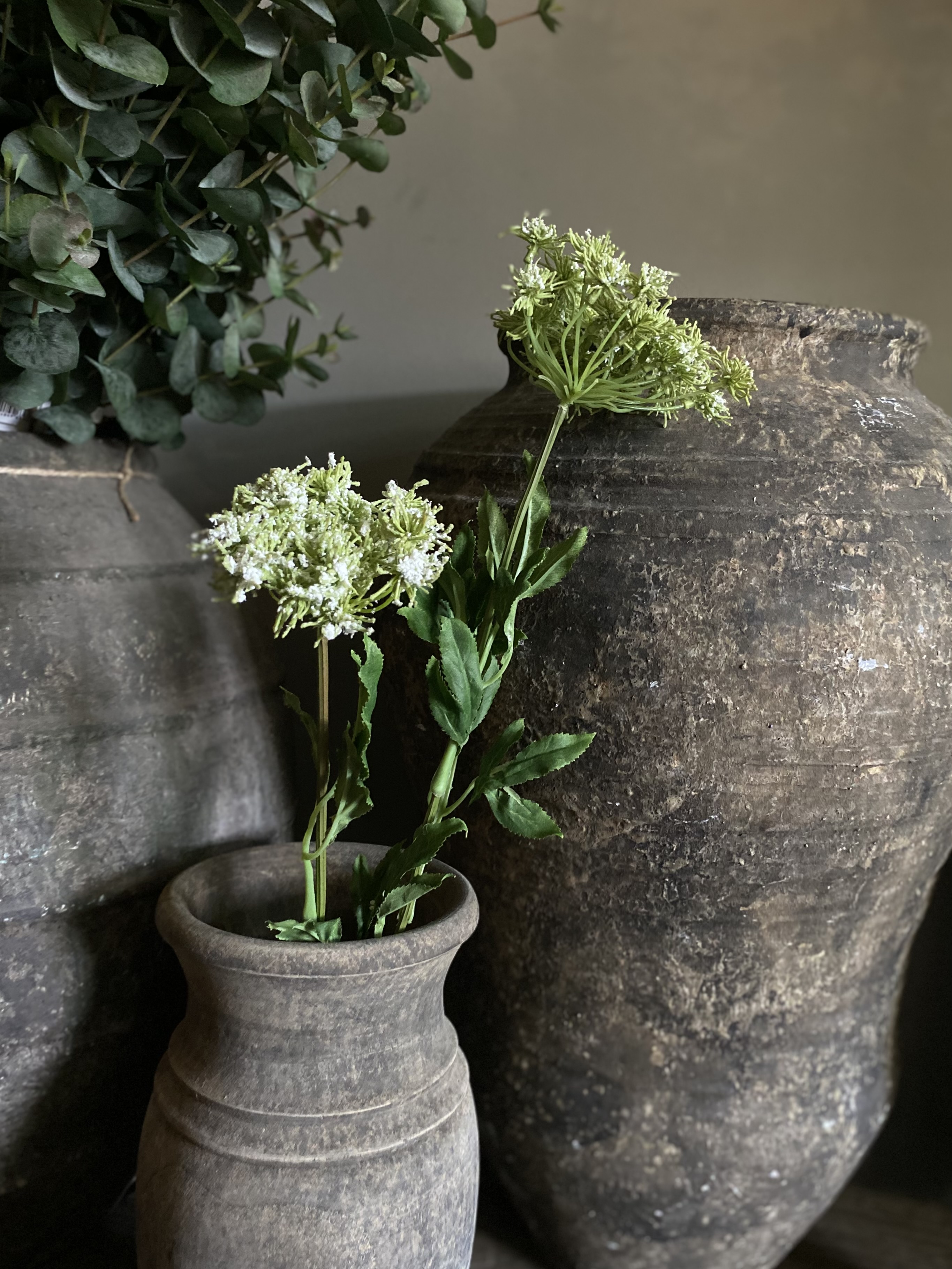 Queen Ann Lace twee bloemen