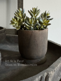 Steker | Sedum 13 cm