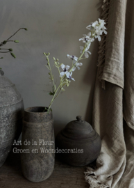 Delphinium ( Ridderspoor )  100 cm