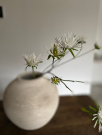 Chrysant  fijn Wit 109 cm