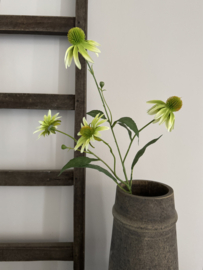 Echinacea | Wit Groen 72 cm bruin hart