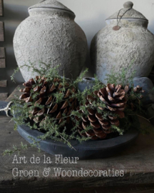 Vers | 3 XL Dennenappels met Wilde Asparagus