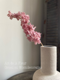 Zacht roze  Delphinium 70 cm