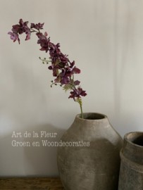 Delphinium 97 cm
